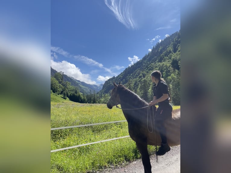 Azteca Hengst 3 Jahre 160 cm Buckskin in Blankenheim