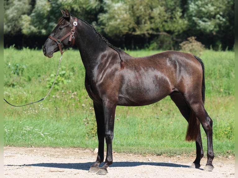 Azteca Hengst 4 Jaar 154 cm Zwart in Kisbér