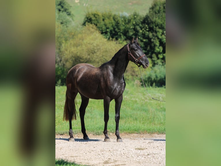 Azteca Hengst 4 Jaar 154 cm Zwart in Kisbér