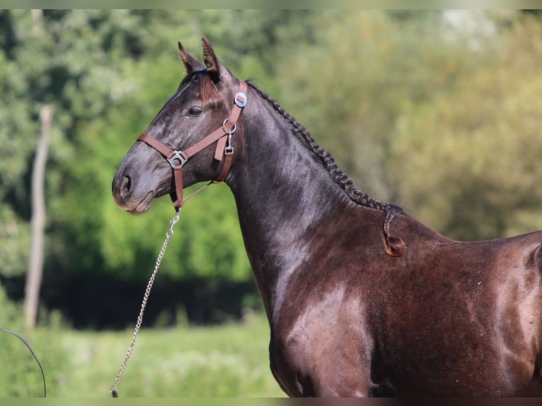 Azteca Hengst 4 Jaar 154 cm Zwart in Kisbér