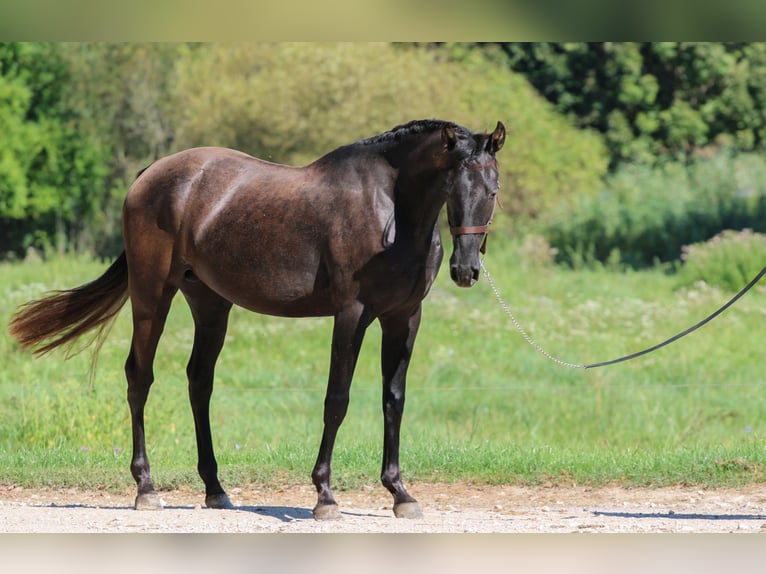 Azteca Hengst 4 Jaar 154 cm Zwart in Kisbér