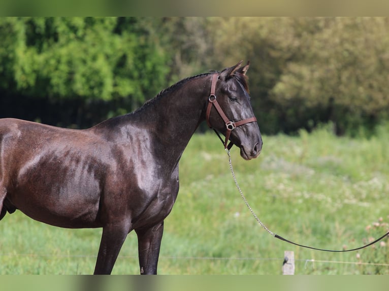 Azteca Hengst 4 Jaar 154 cm Zwart in Kisbér