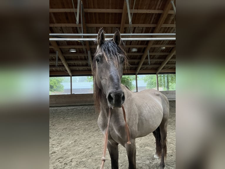 Azteca Hengst 4 Jahre 150 cm Grullo in Blankenheim