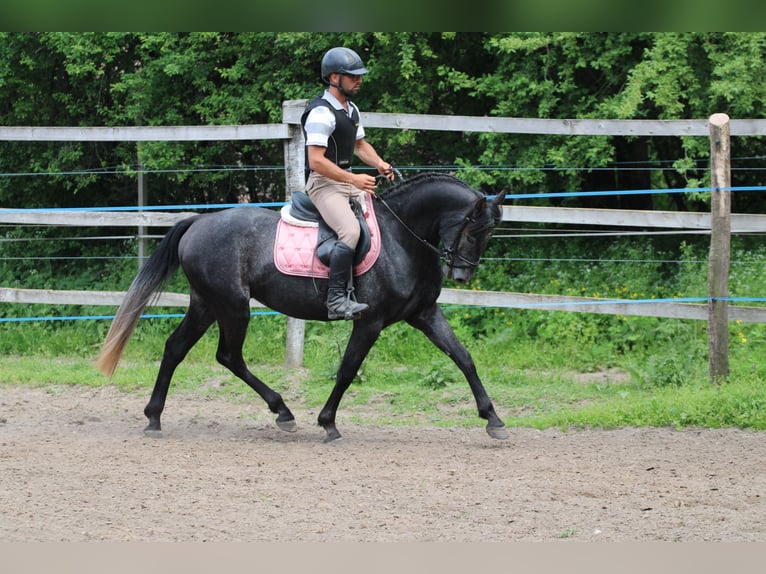 Azteca Hengst 4 Jahre 154 cm Rappe in Kisbér