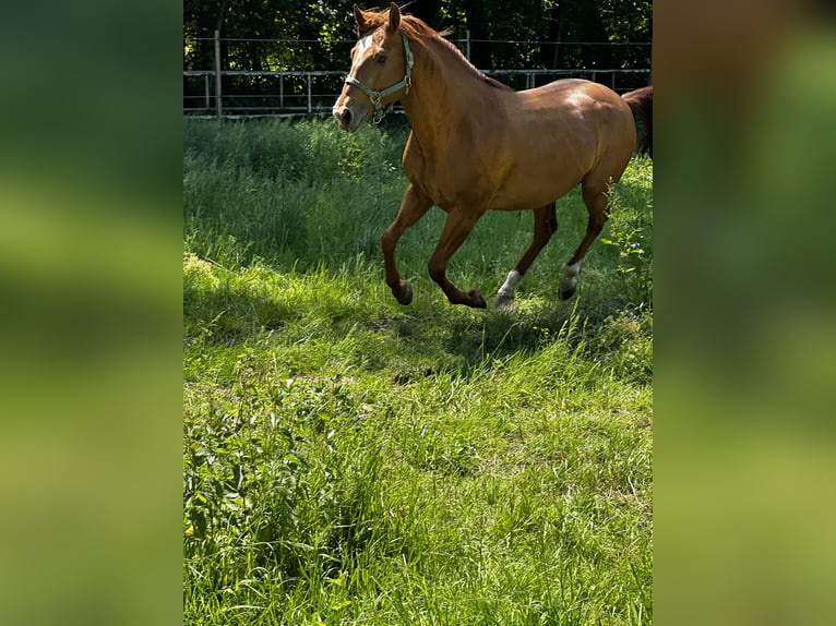 Azteca Mix Hengst 6 Jaar 155 cm Vos in Vohenstrauß