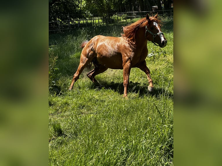 Azteca Mix Hengst 6 Jaar 155 cm Vos in Vohenstrauß