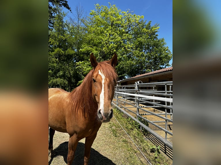 Azteca Mix Hengst 6 Jaar 155 cm Vos in Vohenstrauß