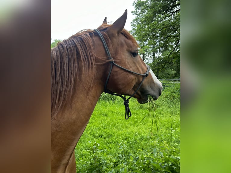 Azteca Mix Hengst 6 Jaar 155 cm Vos in Vohenstrauß