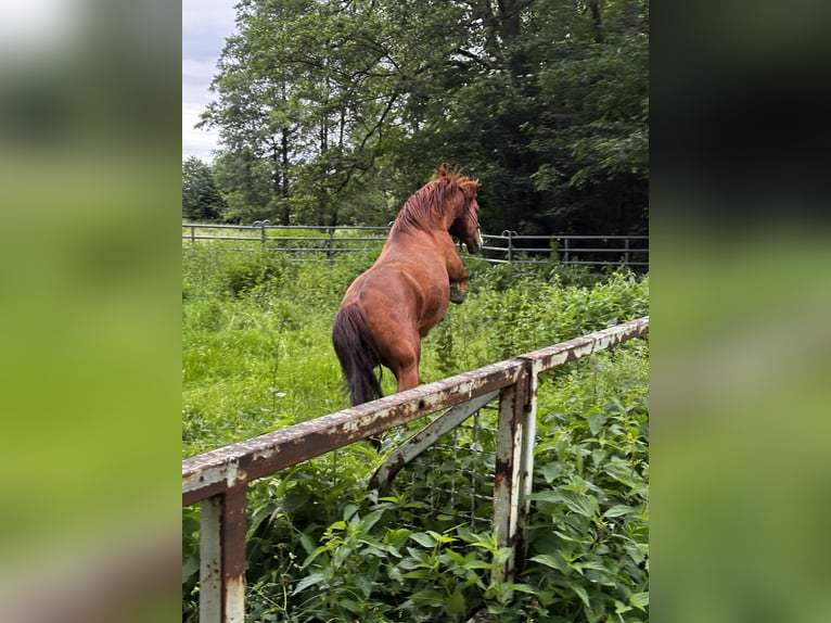 Azteca Mix Hengst 6 Jaar 155 cm Vos in Vohenstrauß