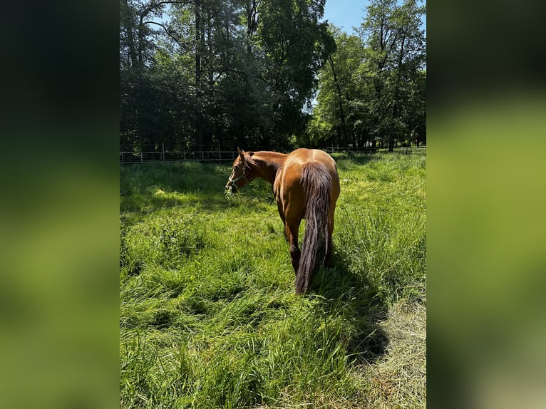 Azteca Mix Hengst 6 Jaar 155 cm Vos in Vohenstrauß