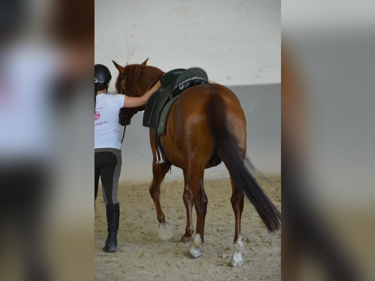 Azteca Mix Hengst 6 Jahre 155 cm Fuchs in Vohenstrauß