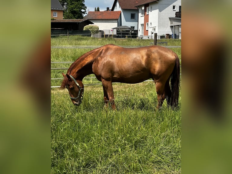 Azteca Mix Hengst 6 Jahre 155 cm Fuchs in Vohenstrauß