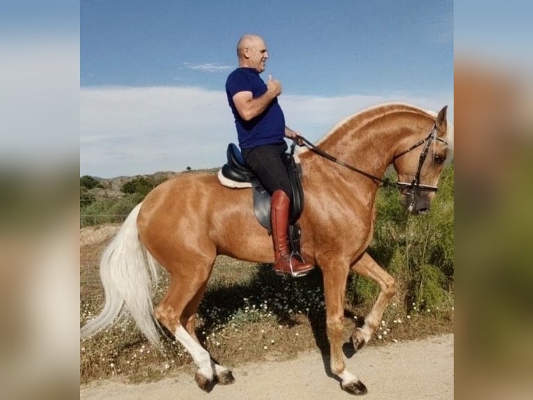 Azteca Hengst 6 Jahre 174 cm Palomino in Sevilla