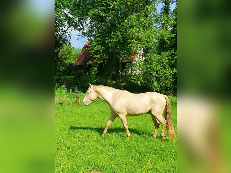 Azteca Hengst Champagne in Rödinghausen