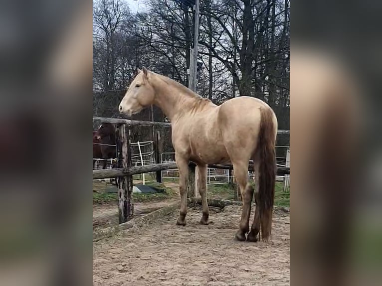 Azteca Hengst Champagne in Rödinghausen