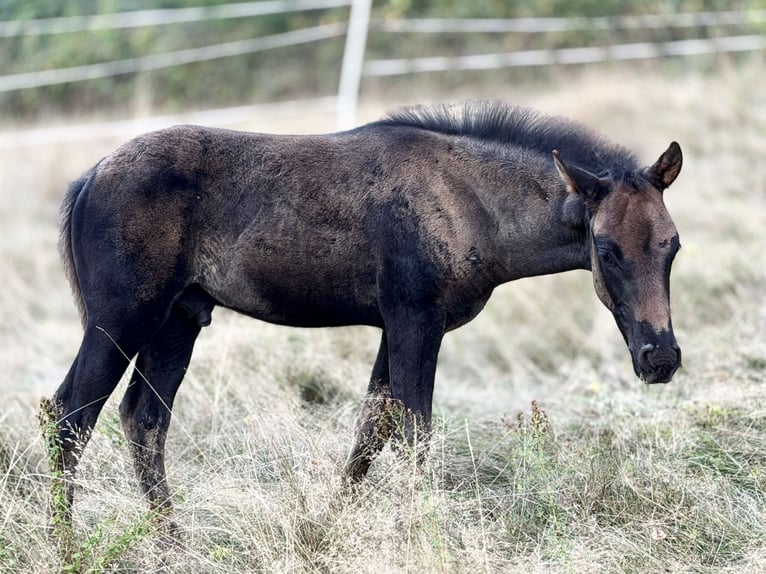Azteca Hengst Fohlen (06/2026) 150 cm Rappe in Ballenstedt