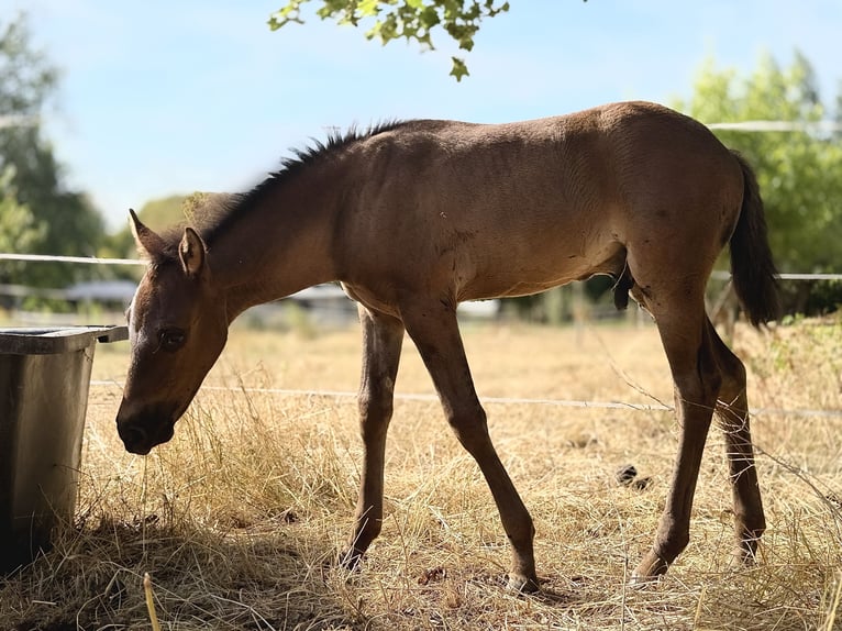 Azteca Hengst Fohlen (06/2026) 150 cm Rappe in Ballenstedt