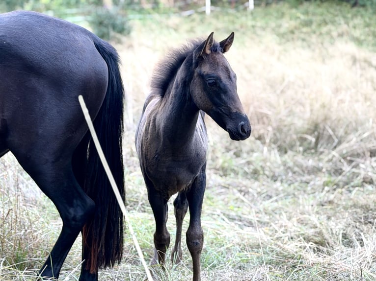 Azteca Hengst Fohlen (06/2026) 150 cm Rappe in Ballenstedt