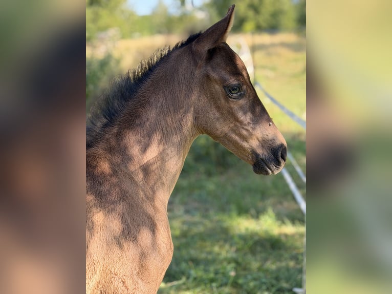 Azteca Hengst Fohlen (06/2026) 150 cm Rappe in Ballenstedt