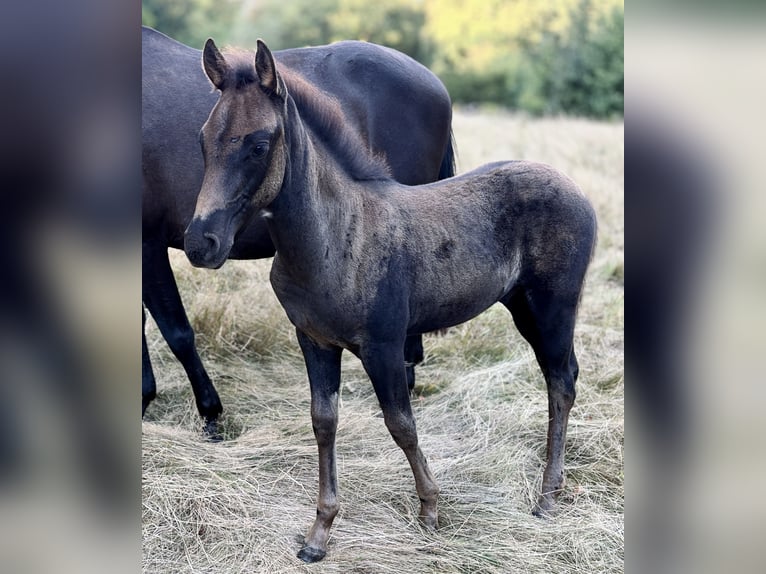 Azteca Hengst Fohlen (06/2026) 150 cm Rappe in Ballenstedt