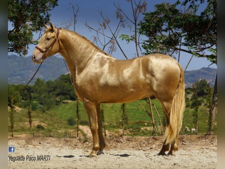 Azteca Hengst  155 cm Brauner in Rödinghausen