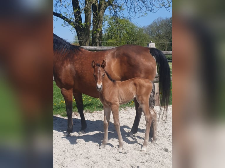 Azteca Hengst  155 cm Brauner in Rödinghausen