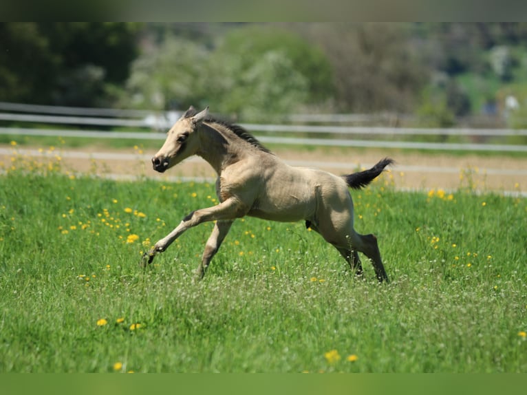 Azteca Hengst  155 cm Buckskin in Waldshut-Tiengen