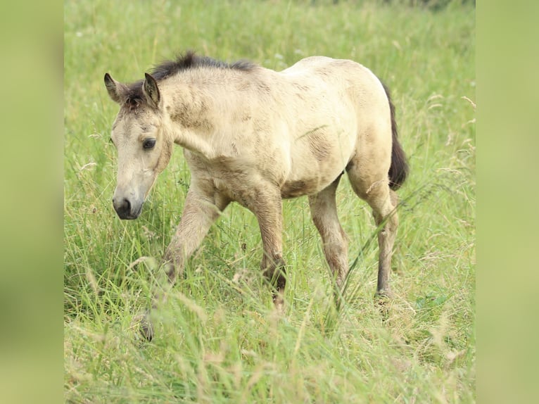 Azteca Hengst  155 cm Buckskin in Waldshut-Tiengen