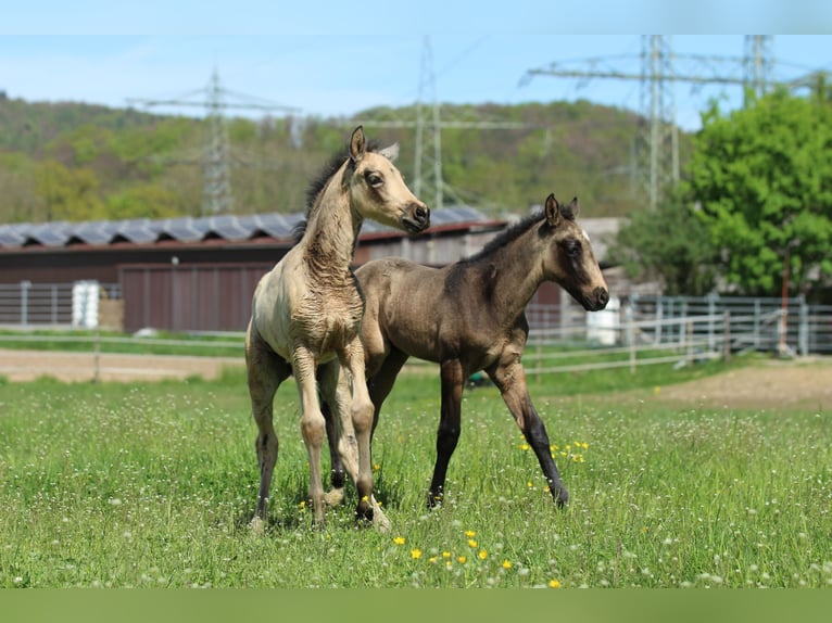 Azteca Hengst  155 cm Buckskin in Waldshut-Tiengen