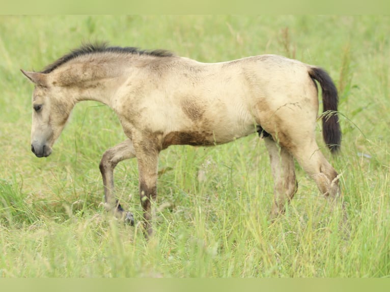 Azteca Hengst  155 cm Buckskin in Waldshut-Tiengen