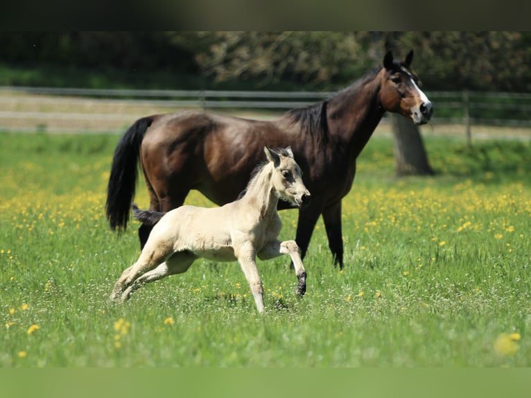 Azteca Hengst  155 cm Buckskin in Waldshut-Tiengen