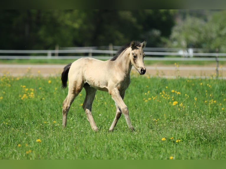 Azteca Hengst  155 cm Buckskin in Waldshut-Tiengen