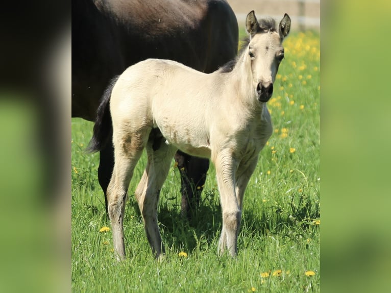 Azteca Hengst  155 cm Buckskin in Waldshut-Tiengen