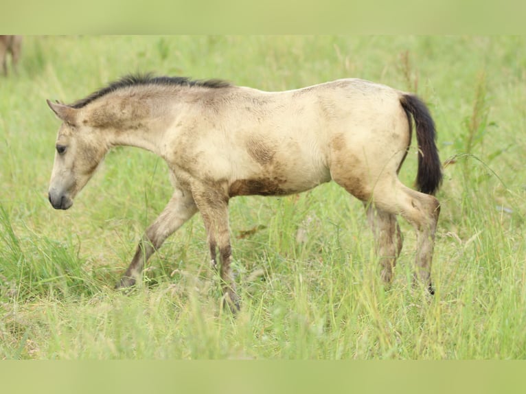 Azteca Hengst  155 cm Buckskin in Waldshut-Tiengen