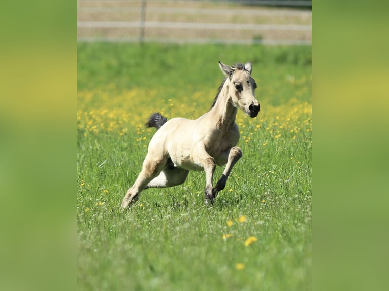 Azteca Hengst  155 cm Buckskin in Waldshut-Tiengen
