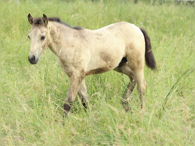 Azteca Hengst  155 cm Buckskin in Waldshut-Tiengen
