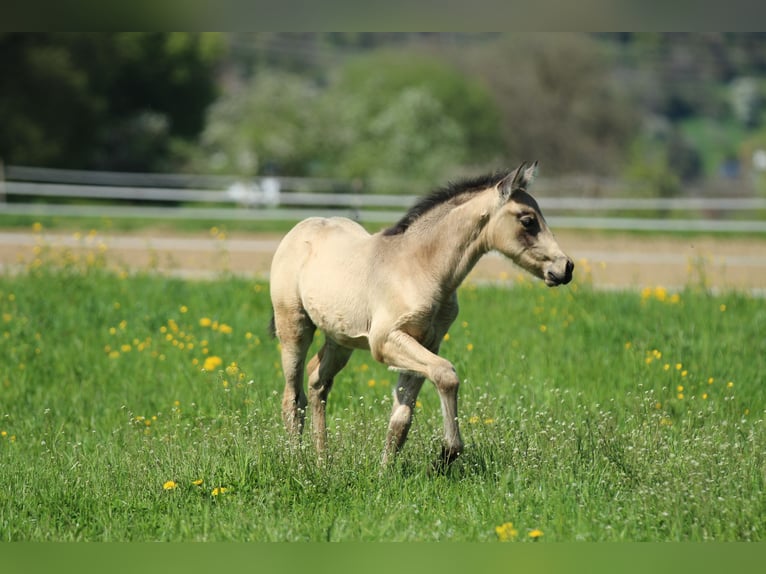 Azteca Hengst  155 cm Buckskin in Waldshut-Tiengen