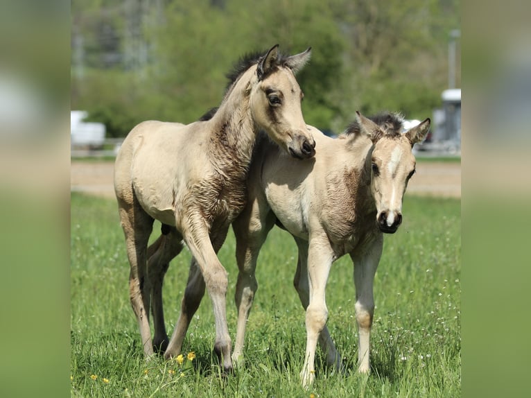 Azteca Hengst  155 cm Buckskin in Waldshut-Tiengen