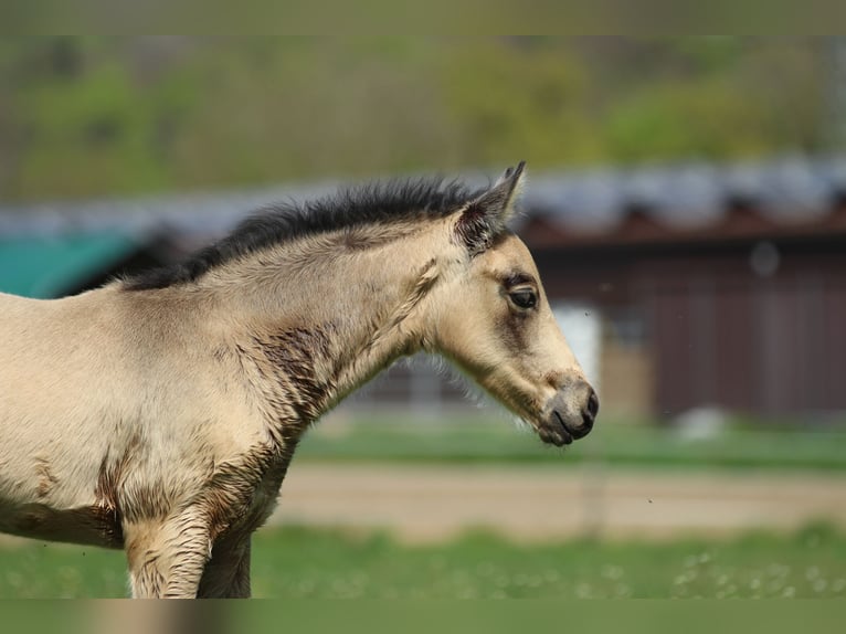 Azteca Hengst  155 cm Buckskin in Waldshut-Tiengen
