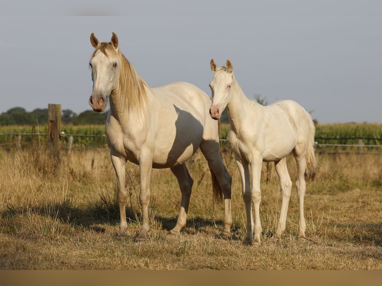 Azteca Hengst Fohlen (05/2026) 157 cm Pearl in Rödinghausen