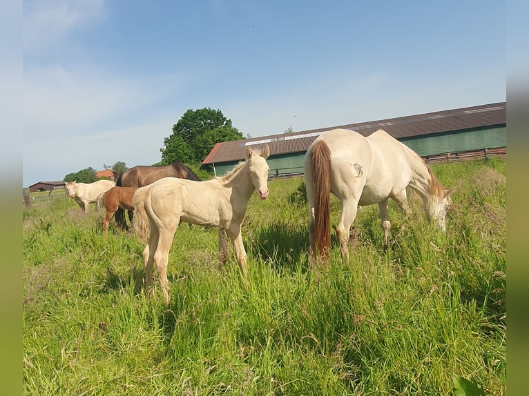 Azteca Hengst Fohlen (05/2026) 157 cm Pearl in Rödinghausen