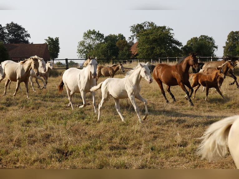 Azteca Hengst Fohlen (05/2026) 157 cm Pearl in Rödinghausen