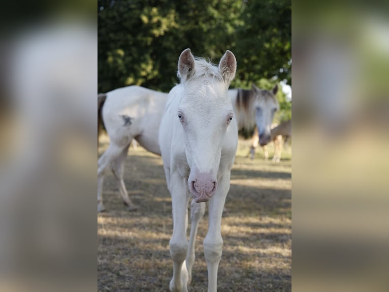 Azteca Hengst Fohlen (05/2026) 157 cm Pearl in Rödinghausen