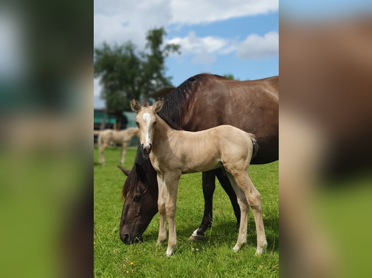 Azteca Hengst Fohlen (05/2024) 158 cm Buckskin in Bünde