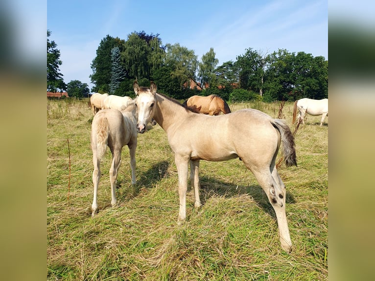 Azteca Hengst Fohlen (05/2024) 158 cm Buckskin in Bünde