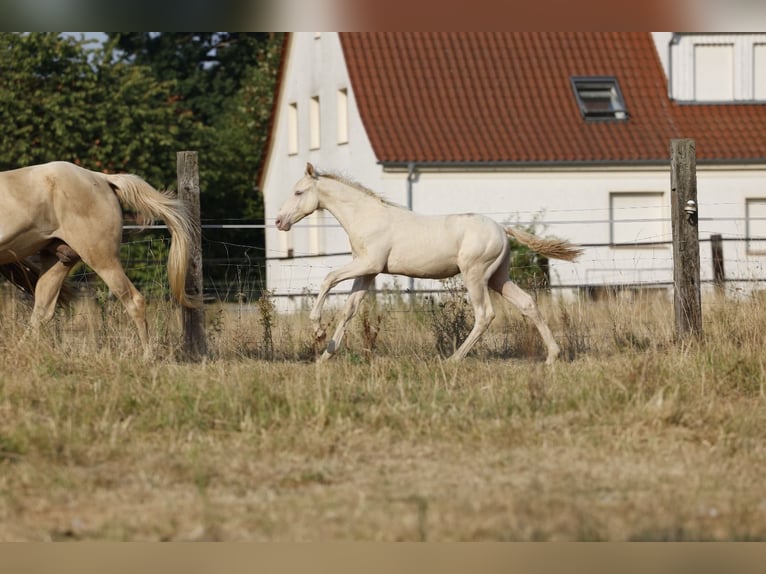 Azteca Hengst Fohlen (05/2026) 158 cm Champagne in Rödinghausen