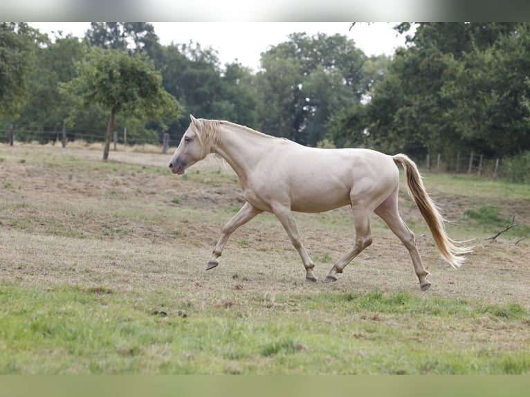 Azteca Hengst Fohlen (05/2026) 158 cm Champagne in Rödinghausen