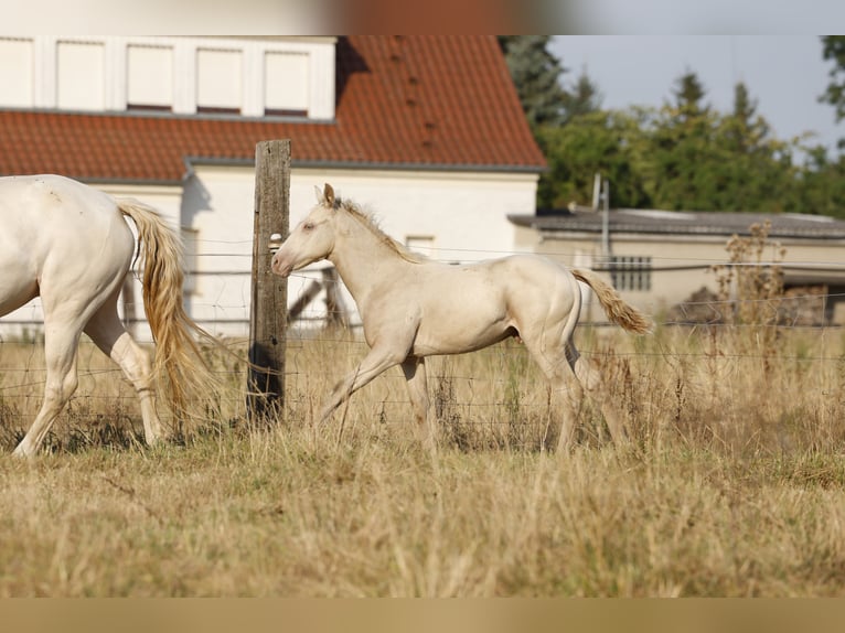 Azteca Hengst Fohlen (05/2026) 158 cm Champagne in Rödinghausen