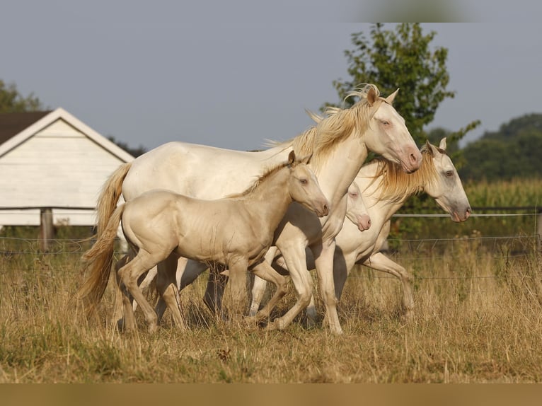 Azteca Hengst Fohlen (05/2026) 158 cm Champagne in Rödinghausen