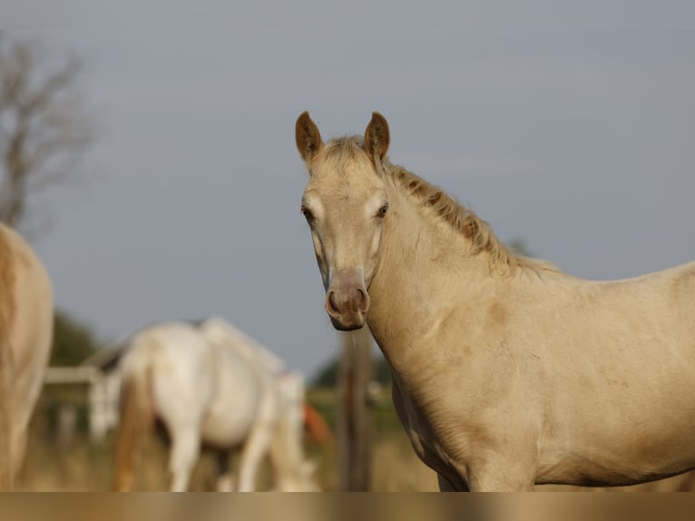 Azteca Hengst Fohlen (05/2026) 158 cm Pearl in Rödinghausen